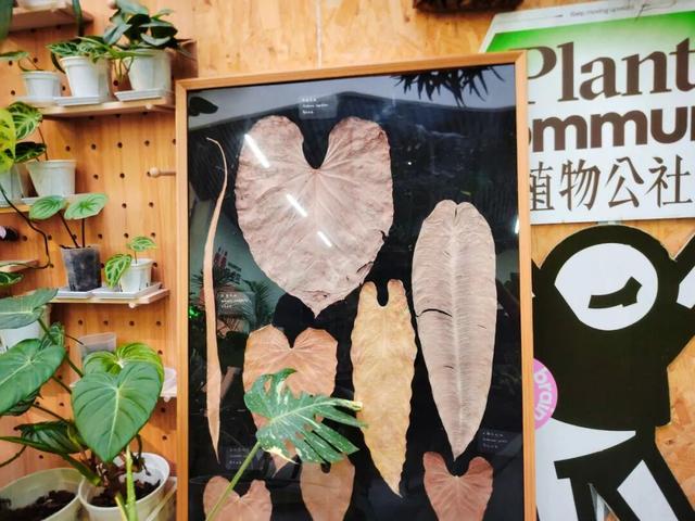 咖啡香里赏雨林？这个冬天，到五大道公园寻找暖意绿洲