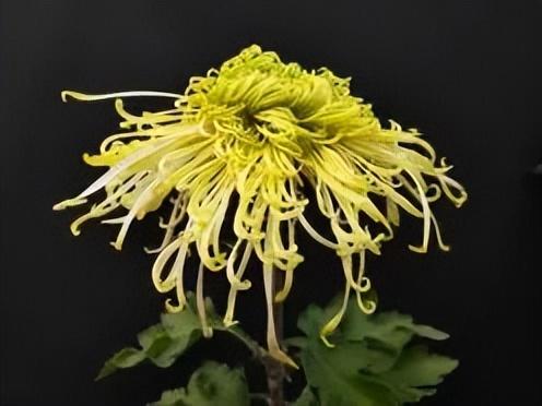 “花开北京·菊韵金秋” 2025北京菊花文化节在北海公园启幕 | 动态