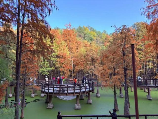 “初冬的童话”！青山湖水上森林“一天更比一天红”