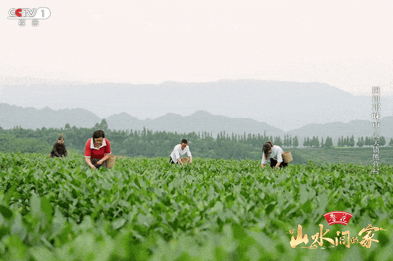 看完《山水间的家》，一人说一个爱上夹关镇的理由！