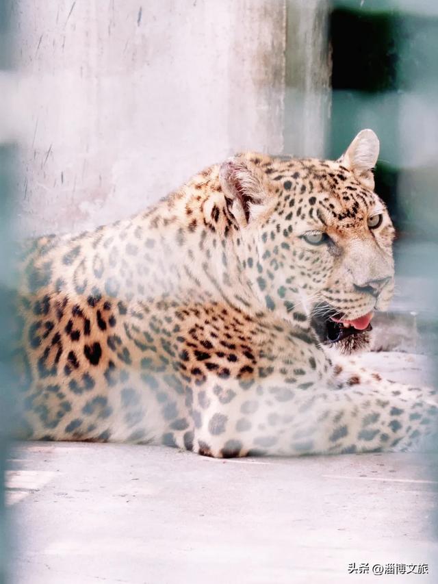 淄博版“疯狂动物城”来了！网红萌宠已就位，快来当一日“荣誉市民”→