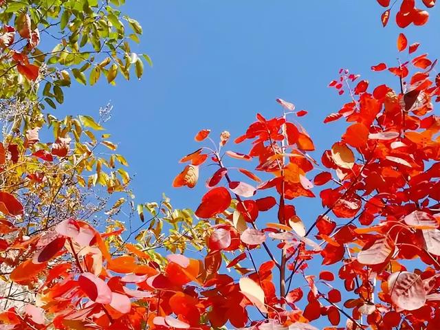 红叶竟为“新生”色？两大争议难分高下，实验给出方向