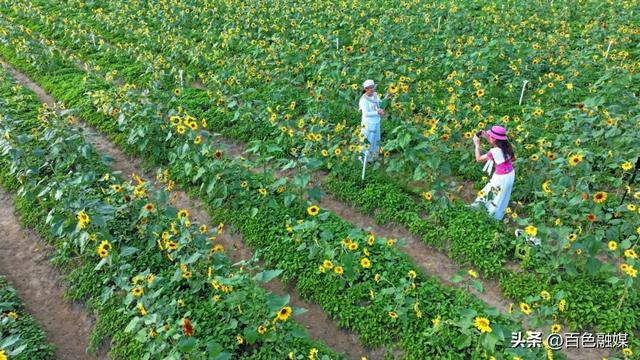 百色这里藏了片金色花海！快来打卡~