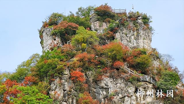柳州市雀儿山“红”了！