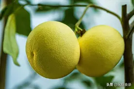 全国有多少种“柚子”？哪个品种最好吃？一文全读懂，来涨知识了图片