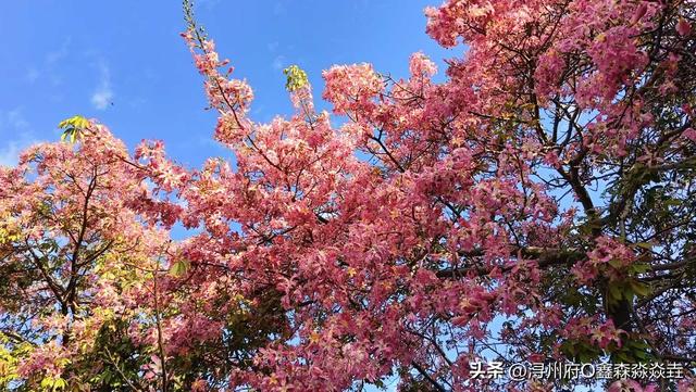 桂平人文：公交乡镇通——返乡双休客流来了，城乡公交你准备好没