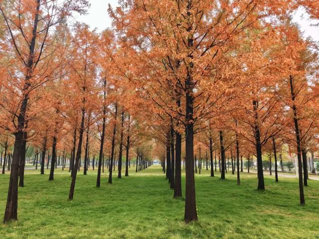 滕州微山湖红荷湿地:乐享双十一,“荷”你游湿地