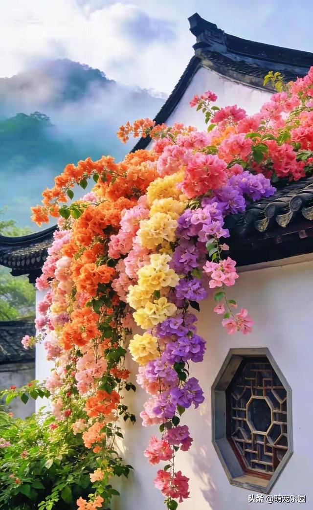 三角梅美得让人窒息，绚烂色彩如彩虹洒落，我完全不敢相信