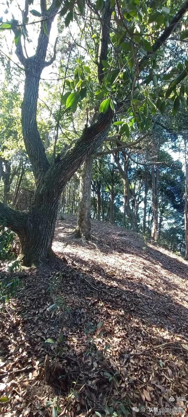 五次试走，终于揭开楠溪江源头永仙边界这条防火道的神秘面纱！