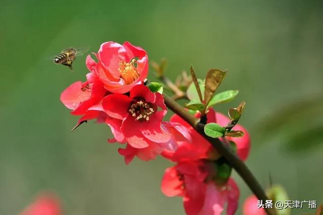 最新 | 天津水上公园公告!