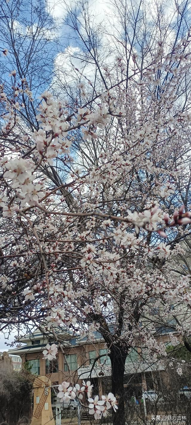 春雨润新园，繁花赴春约 ，在繁花满枝的春日里，遇见最好的自己