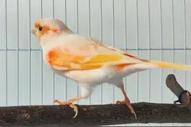 可以合法饲养的笼鸟就这十种，基本都是来自国外图片