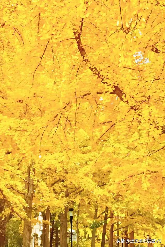 北京的银杏真的杀疯了！超美银杏瀑布，惊呆了整个秋天！