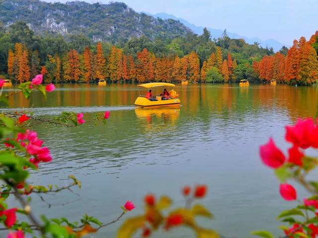 期待！七星岩落羽杉即将“变装”→