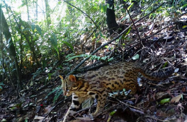 河南洛阳出现“石虎”，躲在草丛中被无人机拍到，眼神非常警惕