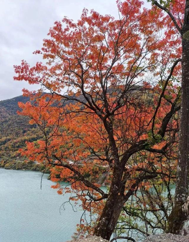 【美丽四川】平武天母湖，邂逅一场彩林与碧水的秋日盛宴‖柳红樱