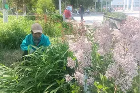 【青湖文艺】农场的那些花儿图片