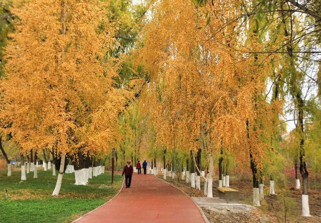 这些美照，最能说明五家渠的美景