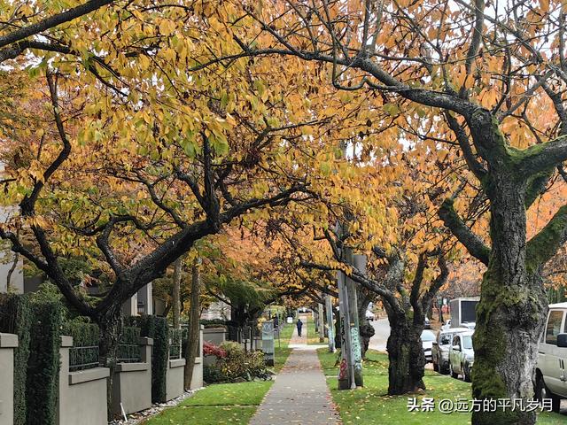 温哥华游记（五）