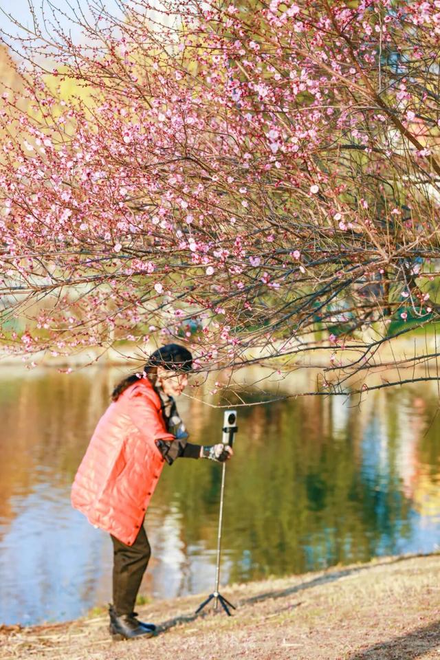 粉色花海开爆！武汉每个区都有，116处全部免费