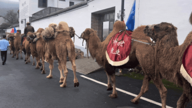驼铃响江南~阿拉善驼队走进绍兴坡塘村，村书记大呼“我们成骆驼村啦！”