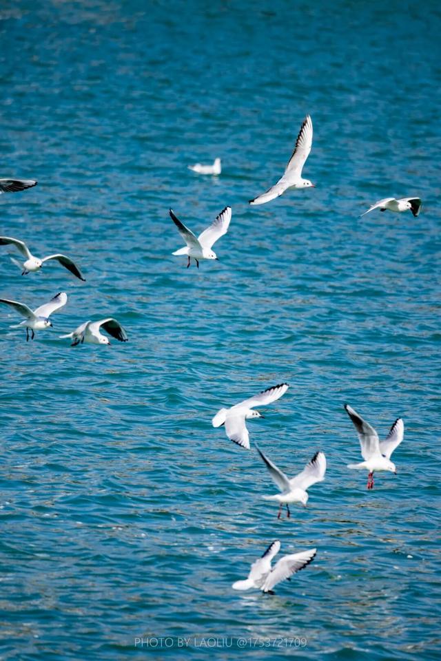 日照海边“人均一只”！赶紧去冲！