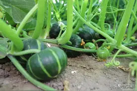 南瓜坐不住瓜？多半跟这个原因有关，试试这3个方法，一茬接一茬图片