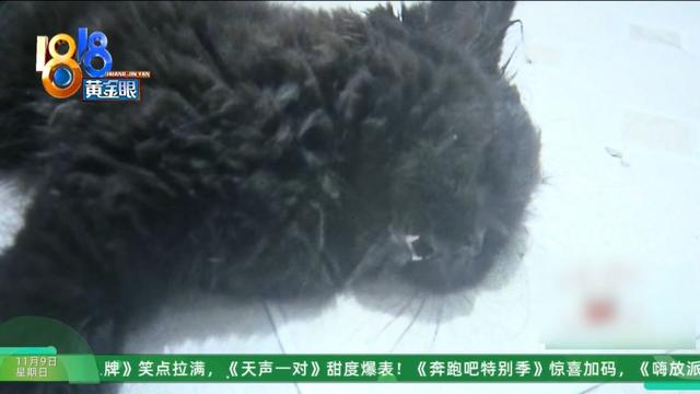 怎么又是这？她还拿出视频，里面“一动不动”，停了几只苍蝇....