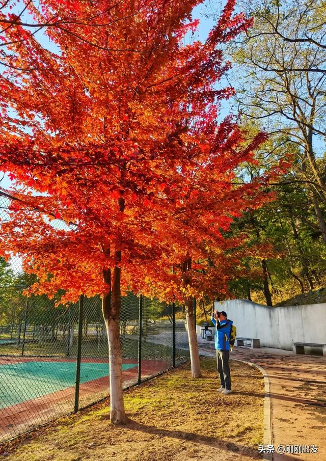 公交直达，大连这个免费公园枫叶正当时，赏秋好地方