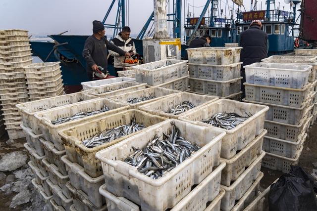 大连金州：中国北方最大的国家级渔港