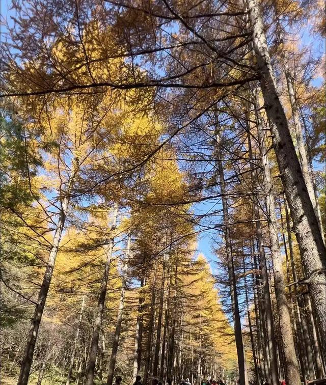 谁说秋天只有凋零?紫柏山两日游攻略来了!