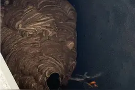 男子崩溃！窗外突然出现黑影，密密麻麻...已进入高发季，千万别去碰！图片