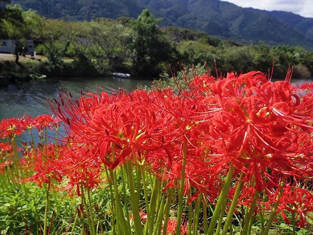 9月去看绝美彼岸花吧！日本10大赏花出片景点全攻略~