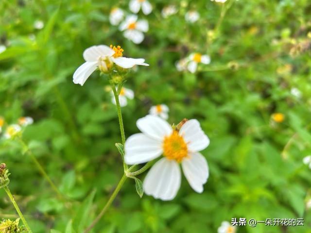 向山野