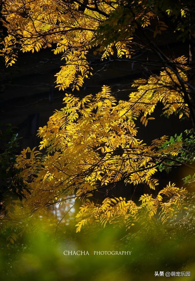 秋风一吹武汉就美成诗，戴家湖公园如水墨画，我脚步慢心也静了