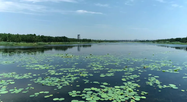济南出发高铁0.5小时直达！沿着黄河，遇见齐河！