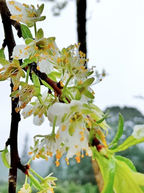 谁发明的？在千亩李花里烫火锅！荣昌今天火出圈