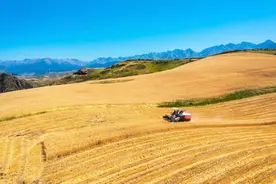 全国第一！新疆正在疯狂产粮图片