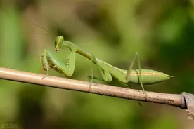 用药法象，会意从类——卵鞘封固者敛，内有虫瘿者兼能益精图片