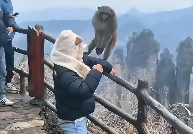 伤害1只也不行！2024年女游客徒步比赛被抓咬，十余只持续3分钟