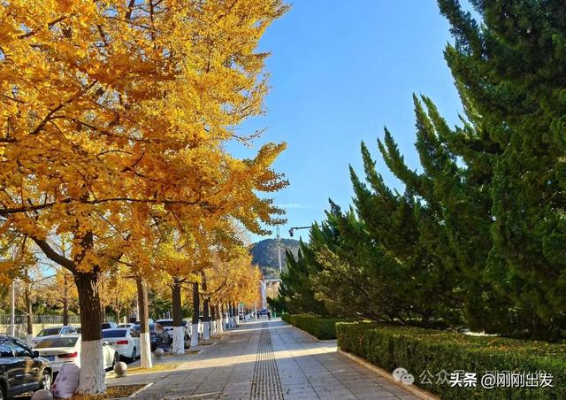 大连市内现平分秋色美景，特别热闹，秋日限定，太美了