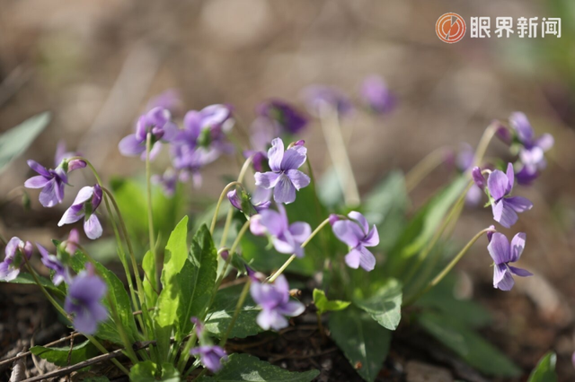 被乌鲁木齐的春天治愈了，花开满城→