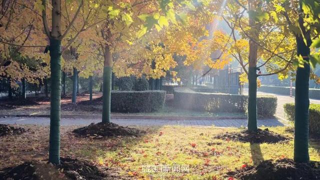 超多美图！来冰城赏落叶品秋意