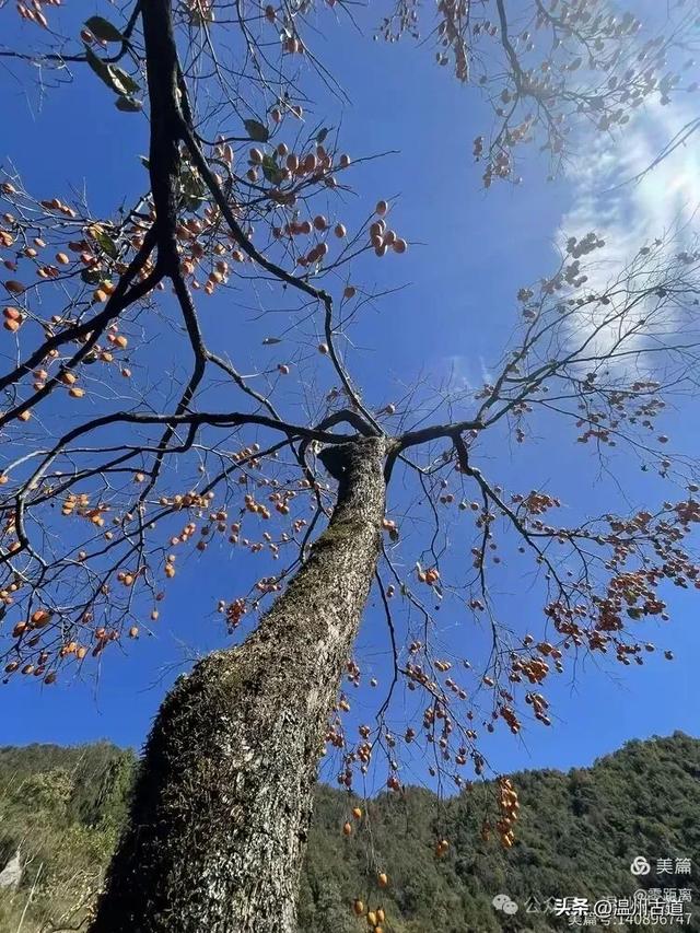 醉美林坑晒秋！这条连接两个避世古村落的省一级古道，周末可走起