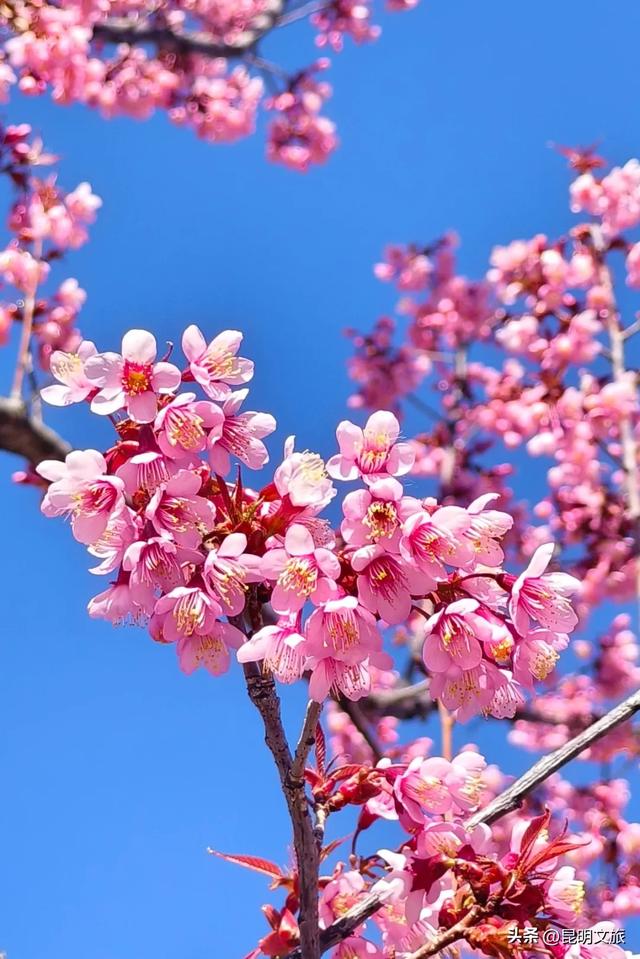 美炸！美炸！全国裹貂我赏樱！昆明最全冬樱赏花攻略来了，周末快冲~