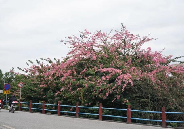 请查收！怀集发来花色请柬