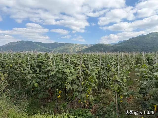 随走呈贡大学城,逛梁王湖、转小土林,感受多彩的秋冬世界,休闲