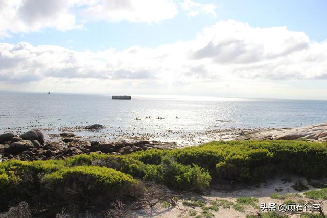 南部非洲：南非开普敦企鹅岛