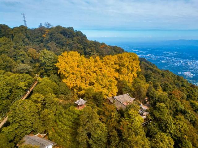 黄了！成都出发1.5h刹拢赏秋秘境，茶海风光无敌，银杏美了上千年！