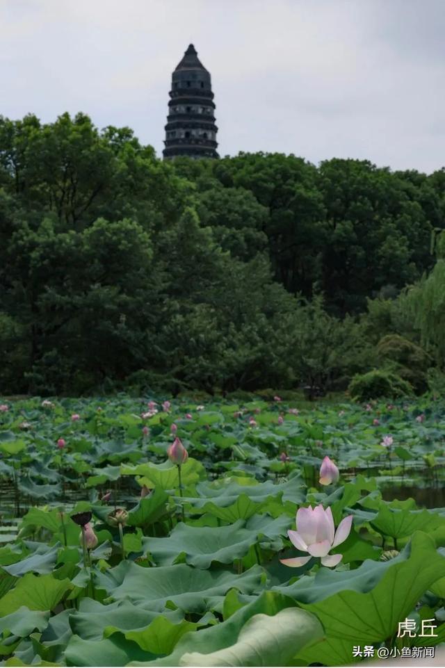 谁说夏天没花看？苏州园林偷偷美翻了！